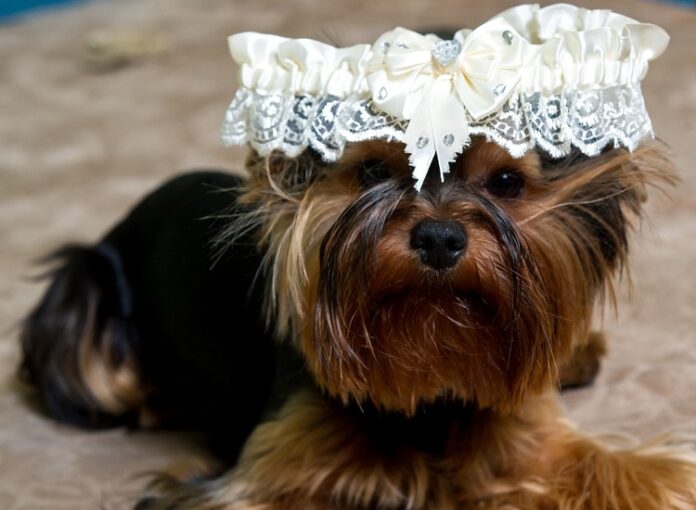 Come organizzare un matrimonio dog friendly